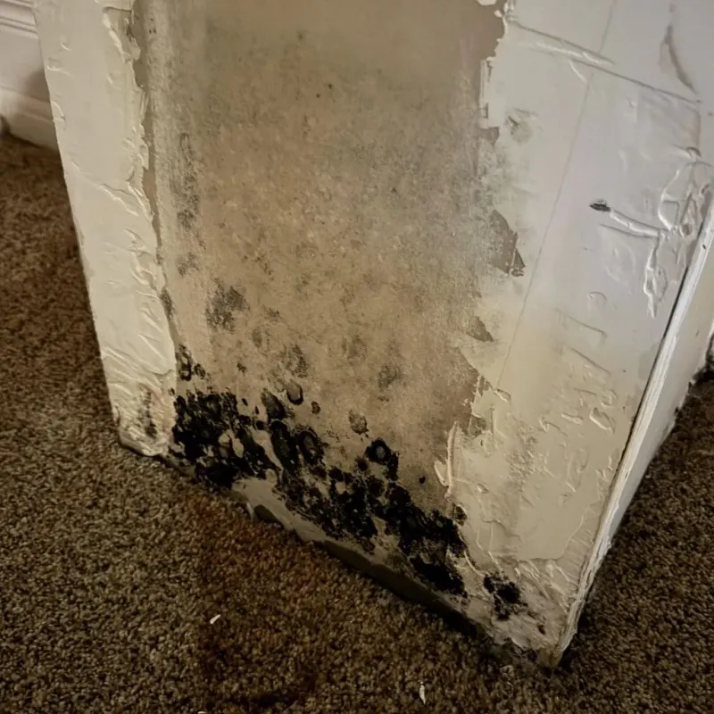 Professional Mold Removal in Michigan City, IN